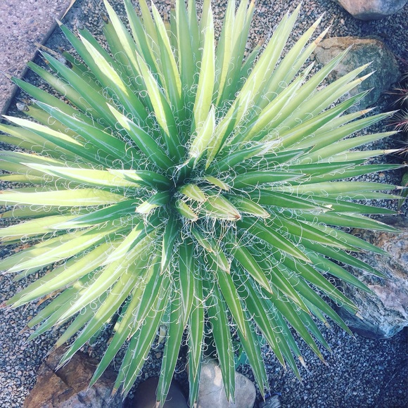 seardan